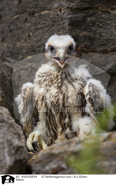 falcon / AVD-05554