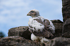 falcon