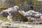 young raptorial birds