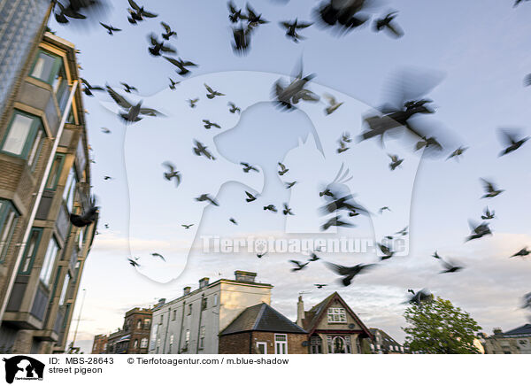 street pigeon / MBS-28643