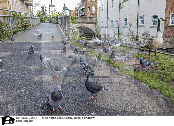 street pigeon / MBS-28644