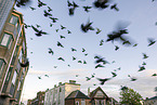 street pigeon
