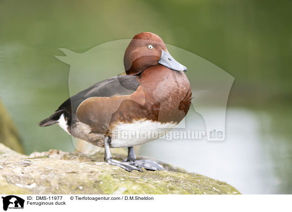 Moorente / Ferruginous duck / DMS-11977