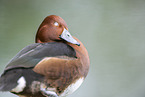 Ferruginous duck