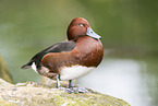 Ferruginous duck