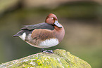 Ferruginous duck
