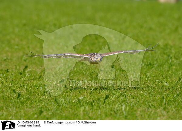 ferruginous hawk / DMS-03285
