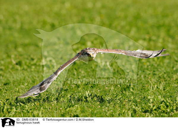 ferruginous hawk / DMS-03818