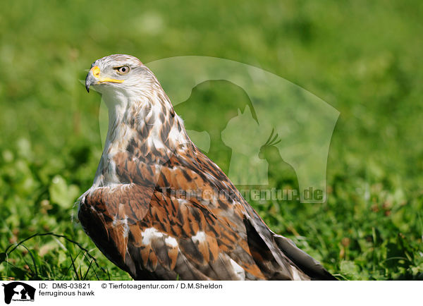 ferruginous hawk / DMS-03821