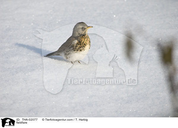 fieldfare / THA-02077