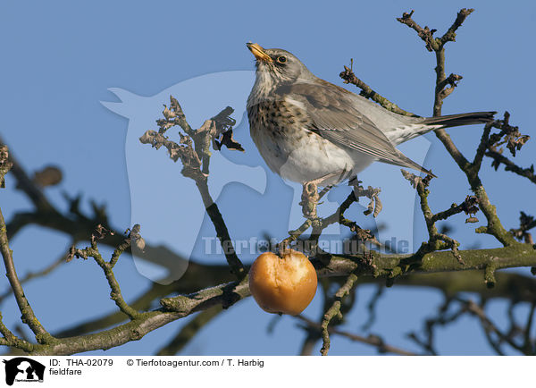 Wacholderdrossel / fieldfare / THA-02079
