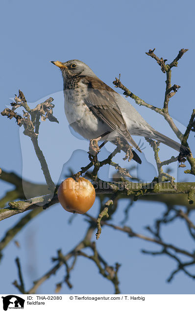 Wacholderdrossel / fieldfare / THA-02080