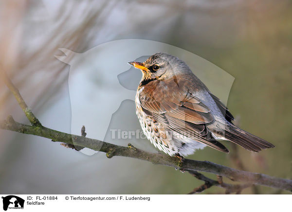 Wacholderdrossel / fieldfare / FL-01884