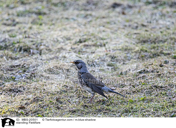 standing Fieldfare / MBS-20501