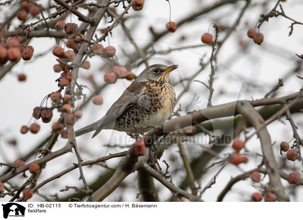 Wacholderdrossel / fieldfare / HB-02115