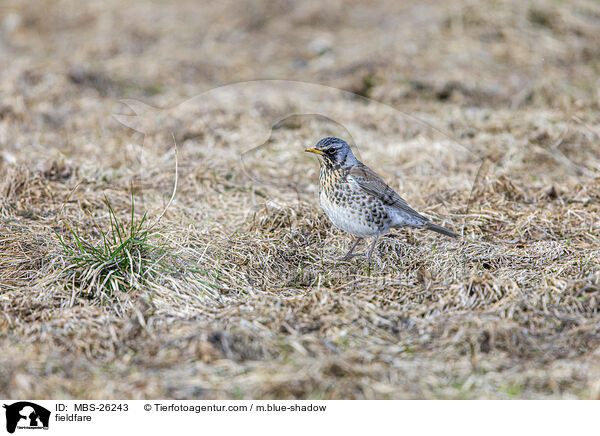 Wacholderdrossel / fieldfare / MBS-26243