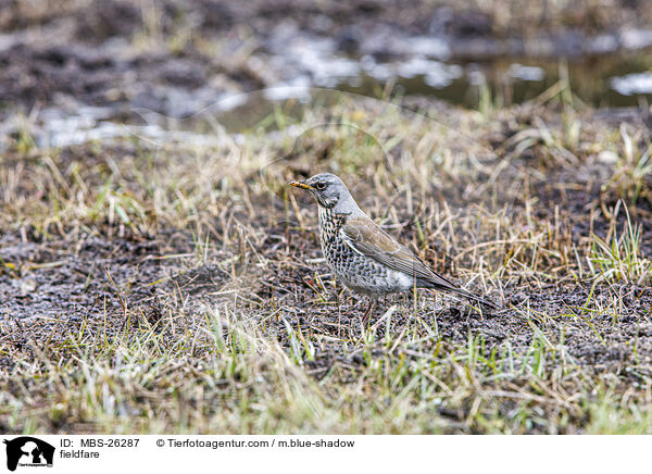 Wacholderdrossel / fieldfare / MBS-26287
