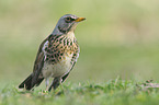 fieldfare