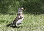 fieldfare