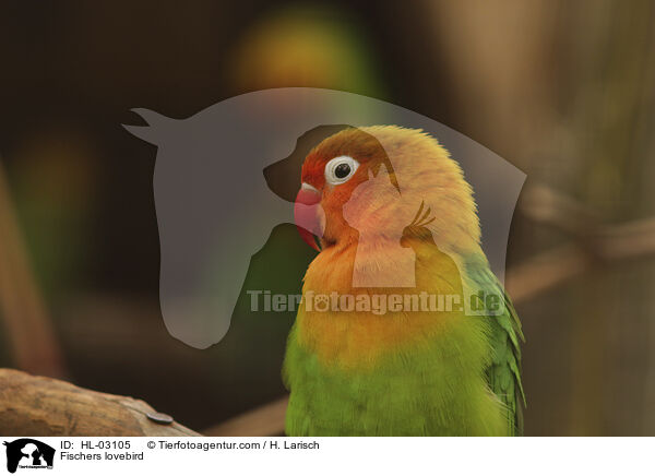 Pfirsichkpfchen / Fischers lovebird / HL-03105