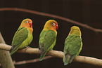 Fischers lovebirds