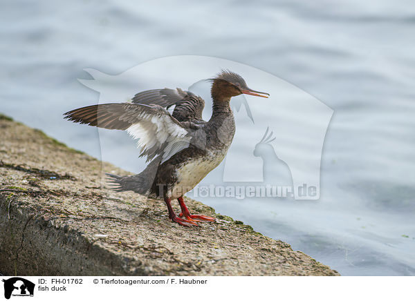 Mittelsger / fish duck / FH-01762
