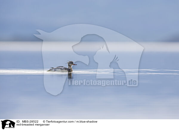 Mittelsger / red-breasted merganser / MBS-28522