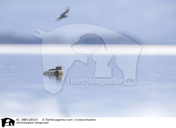 Mittelsger / red-breasted merganser / MBS-28523