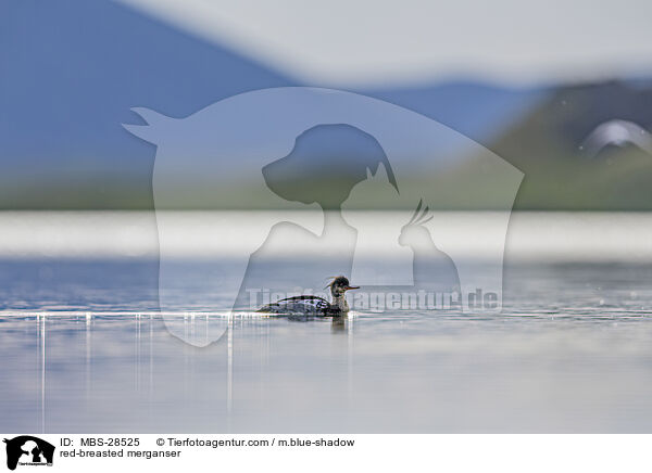 red-breasted merganser / MBS-28525