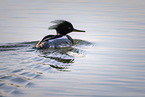 fish duck