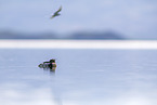 red-breasted merganser