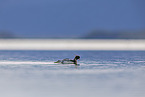 red-breasted merganser