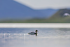 red-breasted merganser