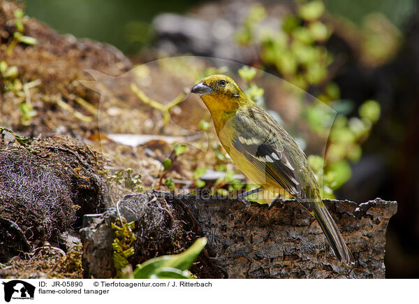 Bluttangare / flame-colored tanager / JR-05890