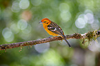flame-colored tanager