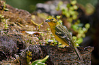 flame-colored tanager