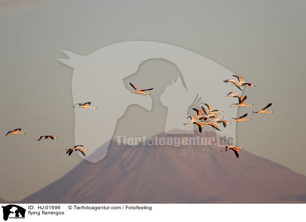 flying flamingos / HJ-01696