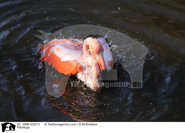 Flamingo / DMS-02673