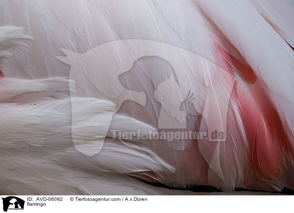 Flamingo / flamingo / AVD-06092