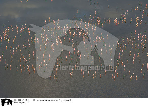Flamingos / Flamingos / IG-01882