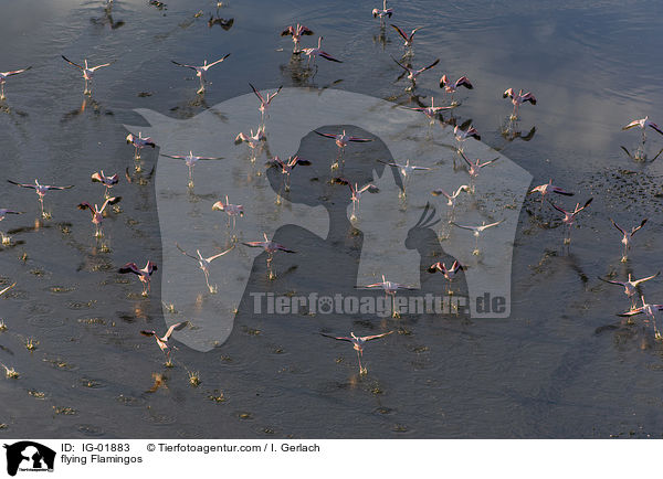 fliegende Flamingos / flying Flamingos / IG-01883