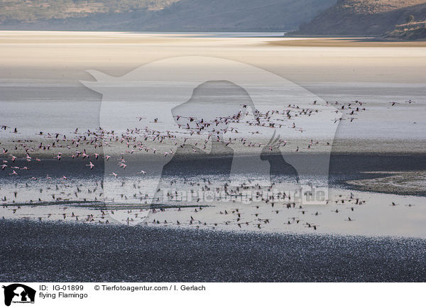 fliegende Flamingo / flying Flamingo / IG-01899