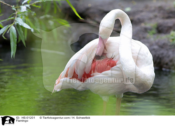 Flamingo / Flamingo / HS-01201