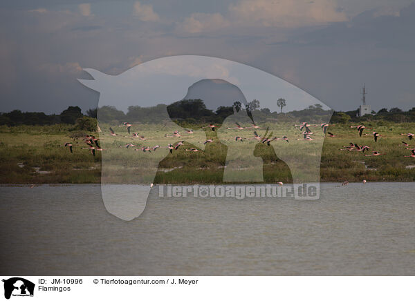 Flamingos / Flamingos / JM-10996