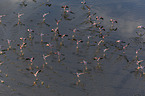 flying Flamingos