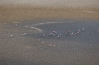 flying Flamingos