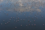 Flamingos