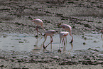 Flamingos