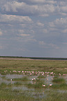 Flamingos