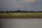 Flamingos